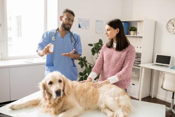 Омепразол для собак: дозировка, применение и побочные эффекты