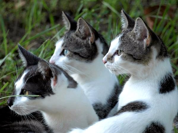 какая музыка нравится котам. Смотреть фото какая музыка нравится котам. Смотреть картинку какая музыка нравится котам. Картинка про какая музыка нравится котам. Фото какая музыка нравится котам
