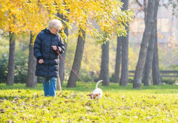 10 причин, по которым вы должны выгуливать собаку: нюхание позволяет собакам снимать стресс