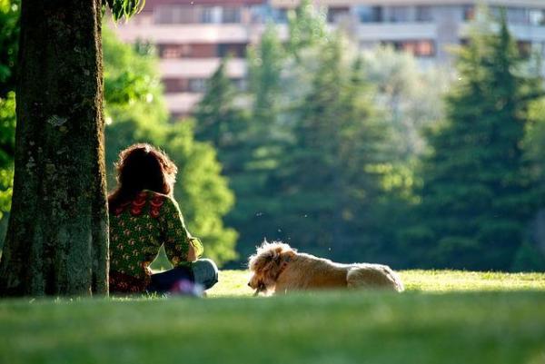 10 причин, по которым вы должны выгуливать собаку: собаки поглощают витамины от солнца