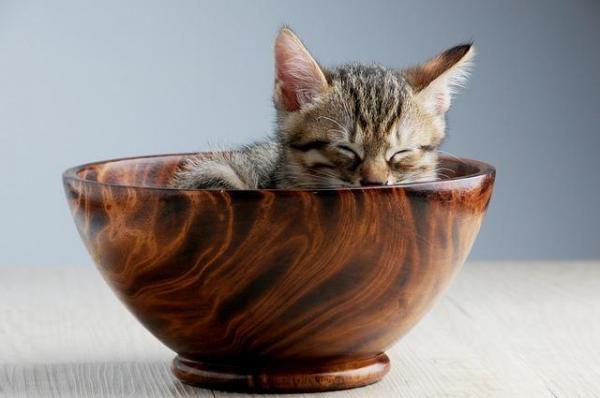 100 уникальных имен для кошек: как выбрать имя для кошки