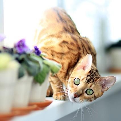 100 уникальных имен для кошек