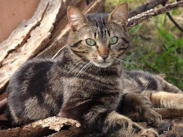 100 уникальных имен для кошек: уникальные имена для кошек