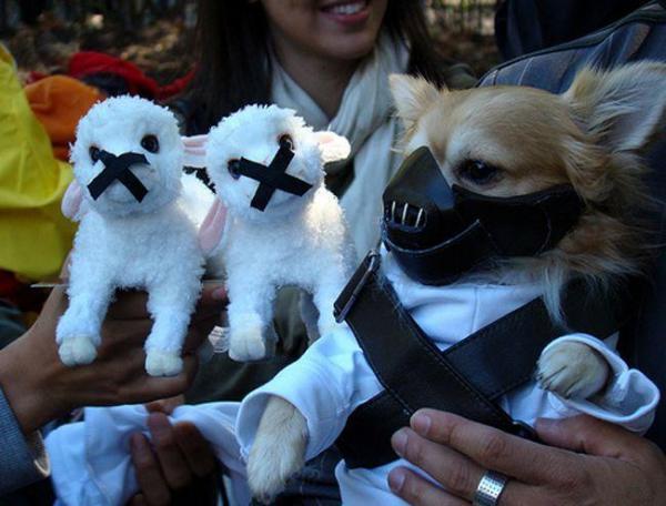 14 хэллоуинских костюмов для собак - 9. Ганнибал Лектер пёс