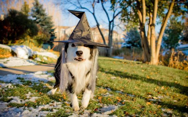 14 хэллоуинских костюмов для собак - 8. Волшебная собака