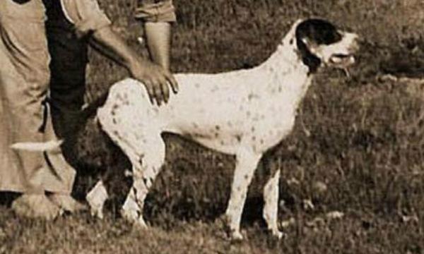 15 пород собак, которых больше не существует - 13. Brasileiro Tracker