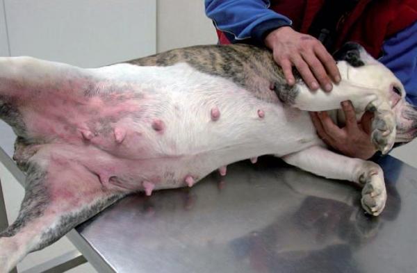 Атопический дерматит у собак: симптомы атопического дерматита