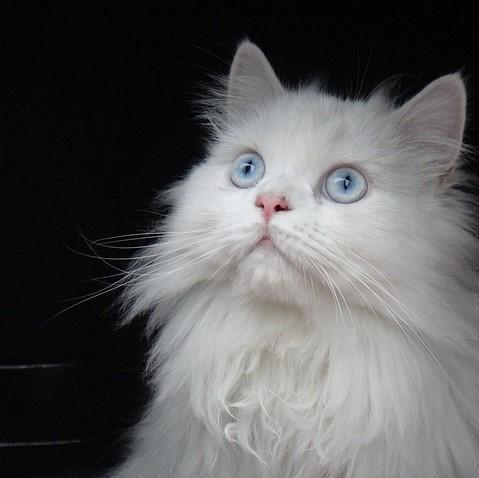 Береги мех персидской кошки
