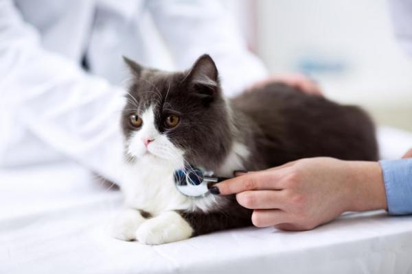 Звук булькающего в животе кошки: воспалительное заболевание кишечника