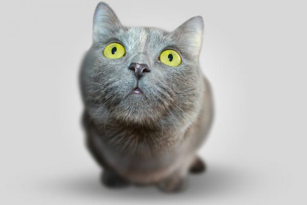 Что цвет кошки говорит о ее личности? - серые кошки
