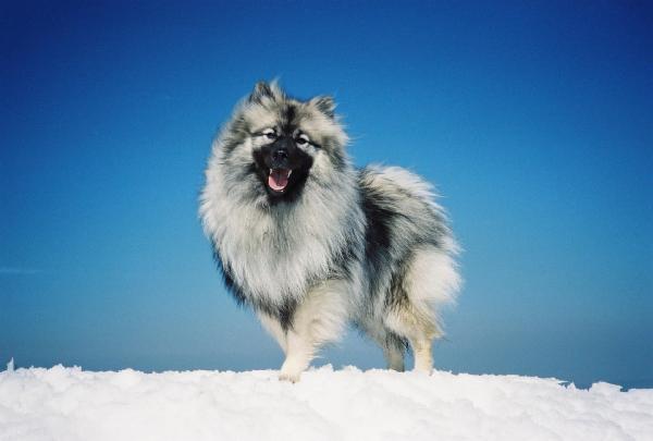 Финские имена для собак: со значениями