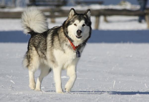 Финские имена для собак - со значениями - финские имена для кобелей