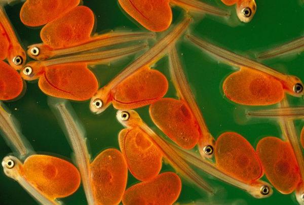 Этапы развития эмбрионов рыб