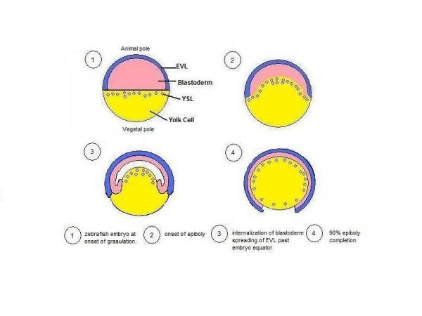 Стадии развития эмбрионов рыб: стадии эмбрионального развития рыб