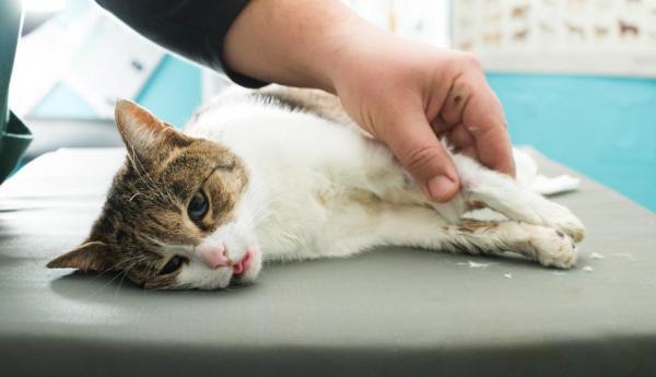 Как помочь недоедающему коту - иди к ветеринару