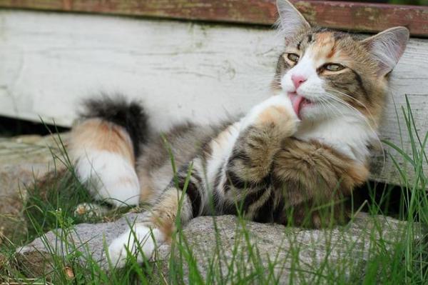 Как помочь недоедающему коту: шарики в животе кошки