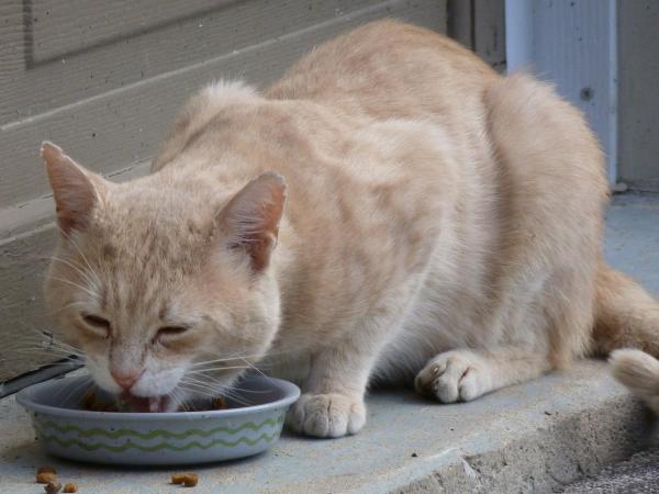 Как помочь недоедающей кошке: еда, которую можно предложить недоедающей кошке