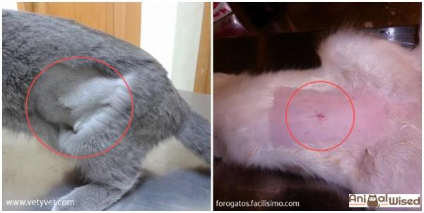 Как узнать, стерилизована ли кошка: признаки стерилизованной кошки