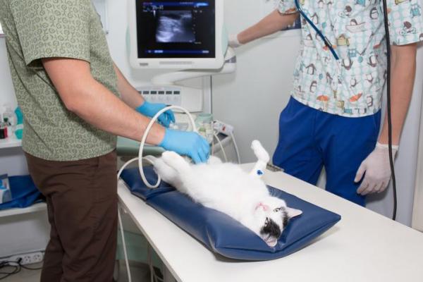 Как узнать, стерилизована ли кошка: окончательное определение, была ли кошка стерилизована