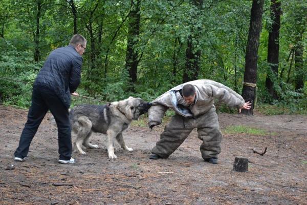 Какие собаки нападения? Опасные собаки опасны?