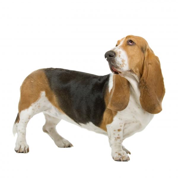 Лучшие породы мелких и средних собак - Бассет-хаунд