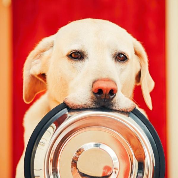 Мягкая диета для собак с диареей