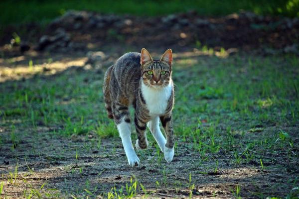 Могут ли кошки бегать быстрее людей?