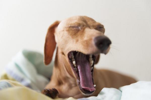 Моя собака все время зевает - Обнадеживающие признаки - Зевая как обнадеживающий знак у собак