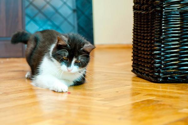 Можно ли кошкам играть с лазерными указками? - Охотничьи игры