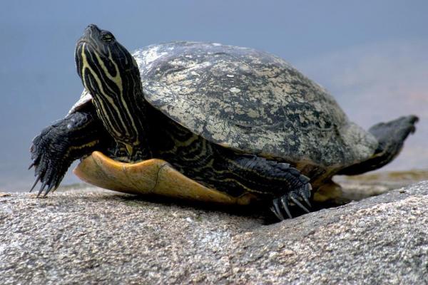Имена для черепах - мужские, женские и унисекс - Унисекс имена для черепах