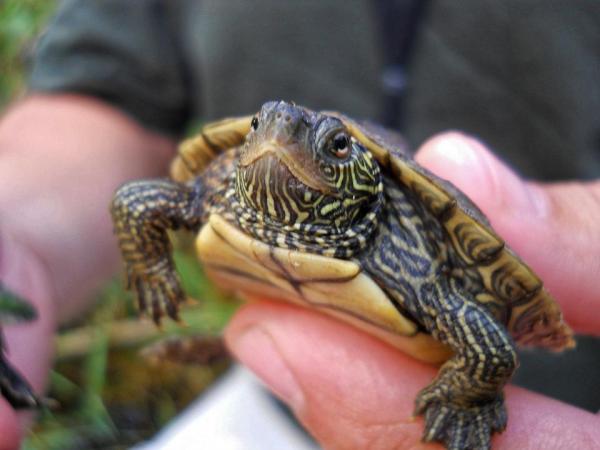 Названия черепах - мужские, женские и унисекс - пресноводные черепахи