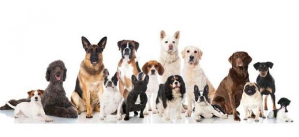 Нездоровые породы собак: чистокровные собаки против Mutts