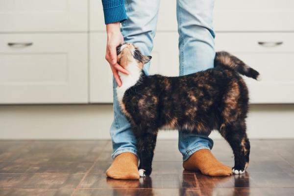 Почему хвост моей кошки поднимается? - Что твой кот говорит тебе своим хвостом?