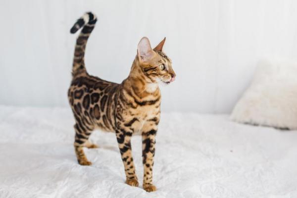 Почему хвост моей кошки поднимается? - Почему мой кошачий хвост встает? - вопросительный знак