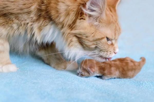 Почему кошки двигают своих котят?
