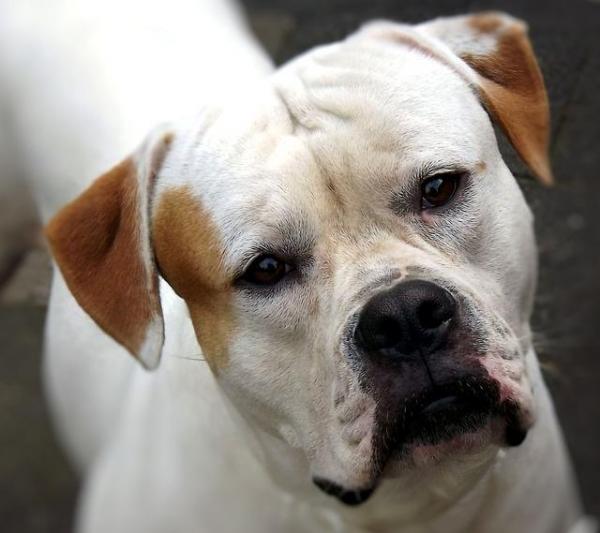 Bulldog Breeds: английский, французский и американский бульдоги - американский бульдог