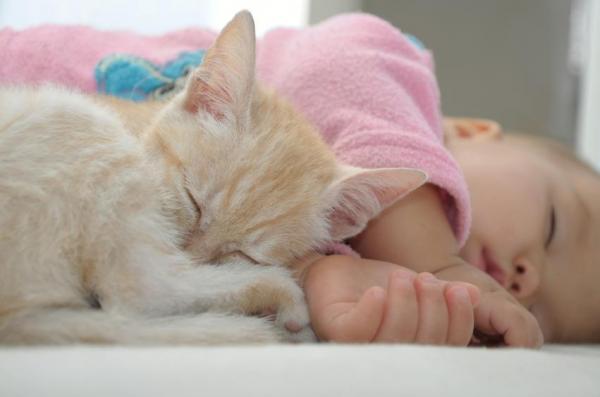 Преимущества наличия кошки: мурлыканье кошки расслабляет вас