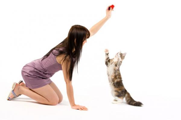 Преимущества наличия кошки: кошки учатся быстро