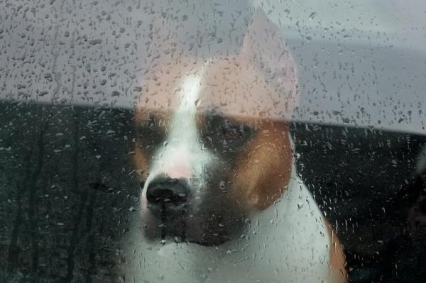Прогулка вашей собаки под дождем: моя собака не выйдет под дождь, потому что они боятся