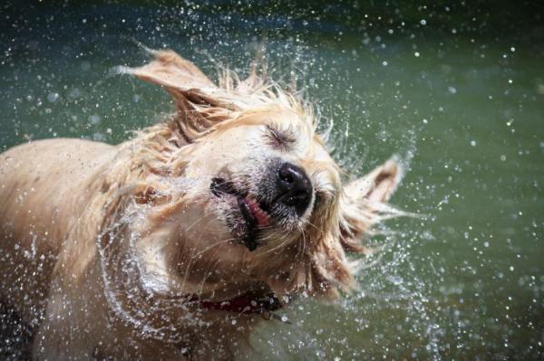 Прогулка вашей собаки под дождем: проблемы, связанные с намоканием