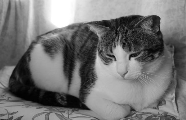 Рак у кошек: симптомы рака у кошек