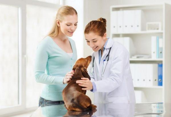 Ранитидин для собак: доза, применение и побочные эффекты Зантака