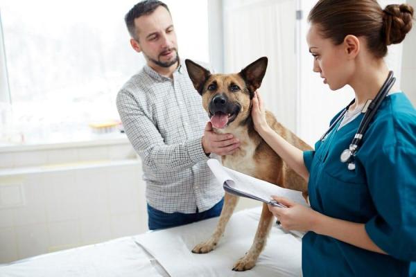 Ранитидин для собак: доза, применение и побочные эффекты Зантака: побочные эффекты ранитидина для собак