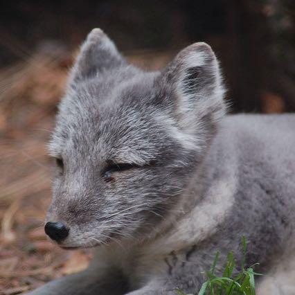 Серебряные лисы в качестве домашних животных: общие рекомендации и советы
