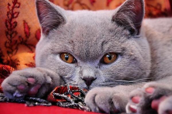 Имена серых котов - Мужчины и женщины - Имена серых кошек