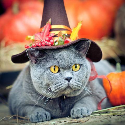Симпатичные хэллоуинские костюмы для кошек