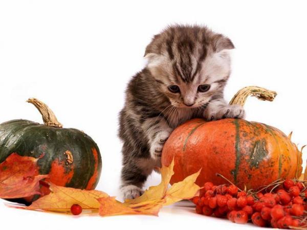 Симпатичные костюмы для кошек на Хэллоуин - Другие костюмы для кошек на Хэллоуин