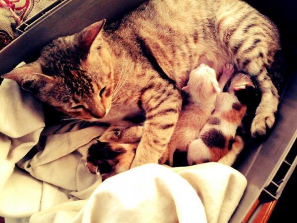 Сколько еды я должен кормить своей кошке? - кормление лактирующих кошек