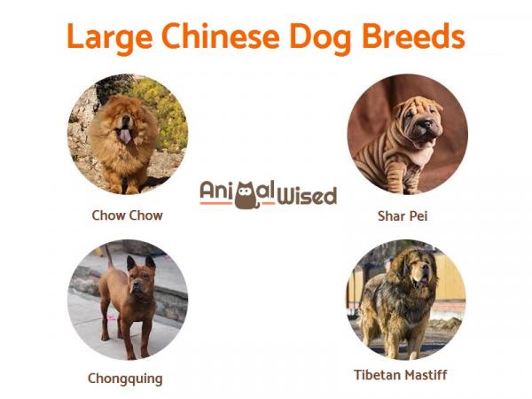 Список китайских пород собак - Крупные породы китайских собак