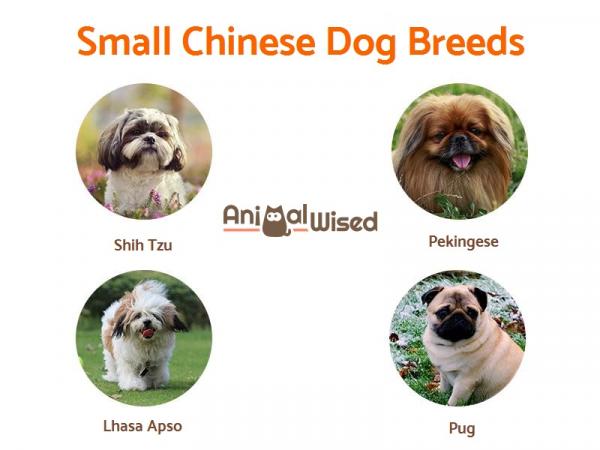 Список китайских пород собак - Маленькие породы китайских собак